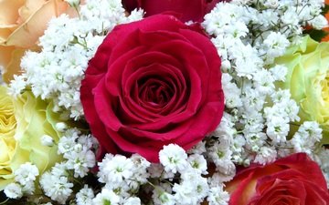 цветы, бутоны, розы, красные, жемчужница, тысячелистник птармика