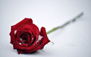 снег, цветок, роза, лепестки, красный