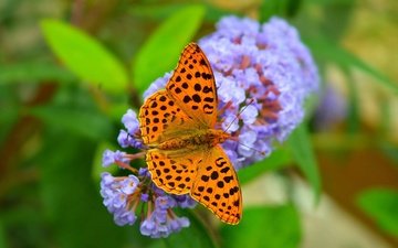 цветы, природа, насекомое, фон, бабочка, крылья