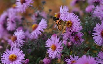 цветы, природа, насекомое, осень, бабочка, крылья, астры, сентябринки, сентябринка