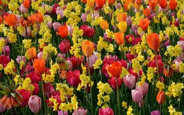цветы, разноцветные, весна, тюльпаны, нарциссы