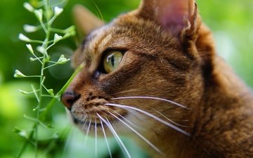 глаза, фон, кот, мордочка, усы, кошка, взгляд, профиль, растение