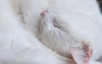 кот, мордочка, усы, кошка, сон, белый