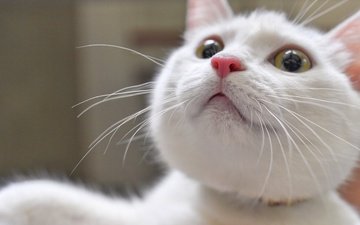 глаза, кот, мордочка, усы, кошка, взгляд, белая