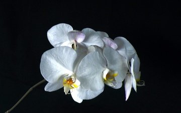 цветы, лепестки, черный фон, орхидея