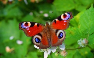 растения, макро, насекомое, бабочка, крылья, павлиний глаз