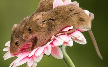 макро, цветок, парочка, мыши, гербера, мышки, harvest mouse, мышь-малютка