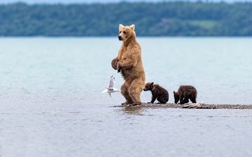 вода, медведь, чайка, птица, медведица, медвежата