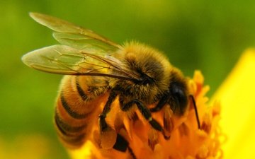 природа, насекомое, цветок, крылья, пчела