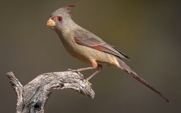 птица, клюв, хвост, кардинал, самка, попугайный кардинал