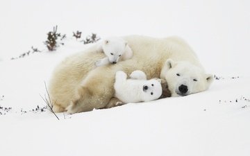 снег, медведи, белые медведи, медведица, медвежата, полярные медведи