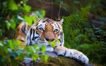 тигр, морда, лес, лето, взгляд, размытость, хищник, отдых, дикая кошка, боке, амурский тигр