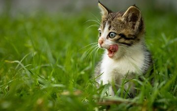 трава, кот, мордочка, усы, кошка, взгляд, котенок, язык