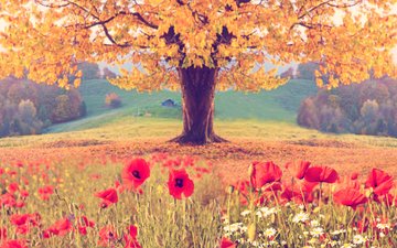 цветы, природа, дерево, пейзаж, листва, осень, маки