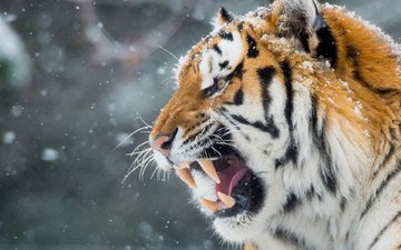 тигр, морда, снег, зима, хищник, оскал