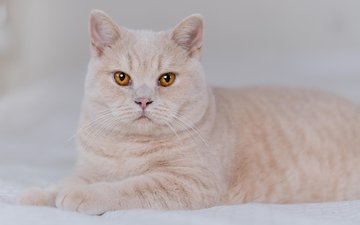 кот, мордочка, усы, кошка, взгляд, желтые глаза, peter l. nielsen