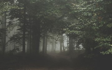 природа, лес, туман, сумрак