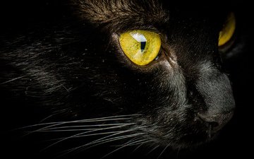 кот, мордочка, усы, кошка, взгляд, желтые глаза