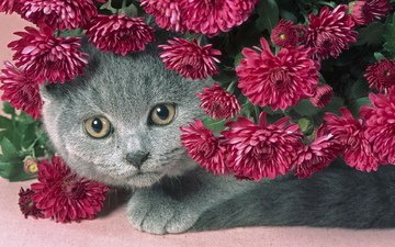 цветы, кот, серый, красивый, сиреневые, пухлый котик