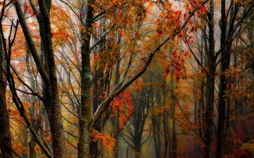 деревья, лес, стволы, осень