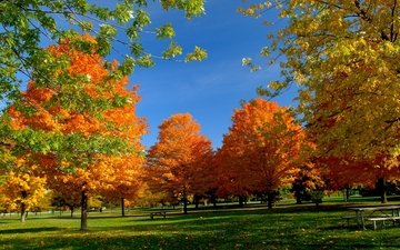 небо, деревья, листья, осень, скамейка, пикник