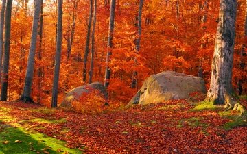 деревья, солнце, камни, лес, листья, осень, мох