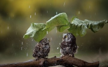 лист, птицы, дождь, парочка, зонтик, коряга, совы, tanja brandt