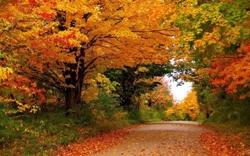 дорога, деревья, лес, листья, осень
