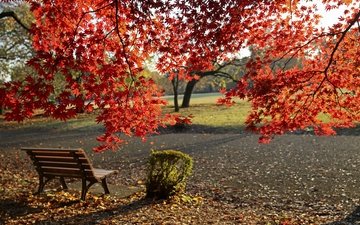 деревья, листья, парк, листва, осень, скамейка, клен