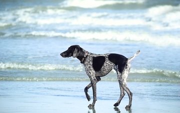 море, пляж, собака, прогулка, курцхаар