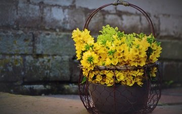 цветы, букет, желтые, корзинка, вербейник