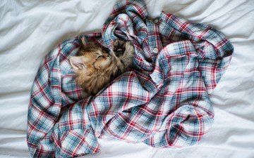 кошка, котенок, пушистый, кровать, рубашка, ben torode, дейзи