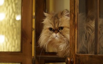 кошка, взгляд, пушистая, персидская кошка