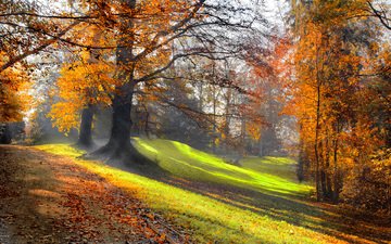 деревья, природа, лес, листья, парк, осень