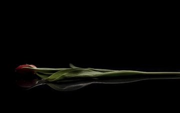отражение, цветок, черный фон, тюльпан