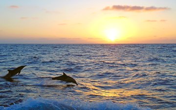 закат, море, дельфины, 5