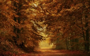 дорога, деревья, лес, листья, ветки, осень