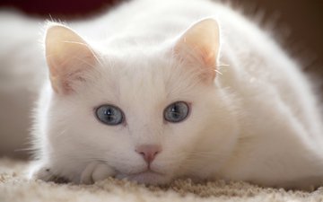 кот, мордочка, усы, кошка, взгляд, белый, голубые глаза
