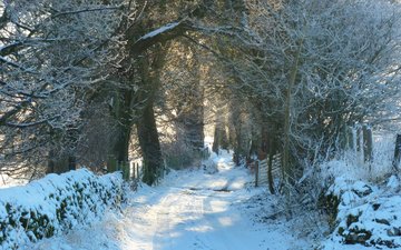 дорога, снег, природа, лес, зима, иней