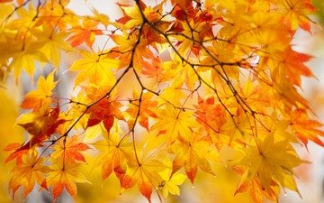 природа, листья, макро, ветки, осень, клен, кленовый лист