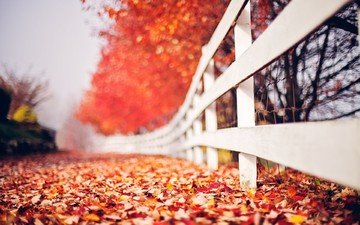 листья, макро, осень, забор, боке