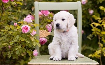 цветы, розы, собака, стул, щенок, золотистый ретривер