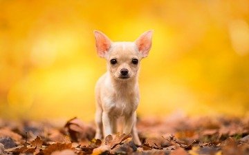 листья, мордочка, взгляд, осень, собака, чихуахуа