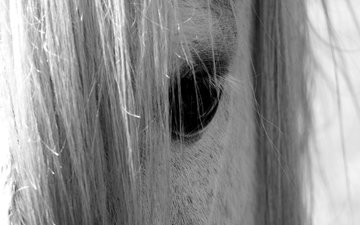 лошадь, взгляд, чёрно-белое, глаз, конь, грива, nino plutino