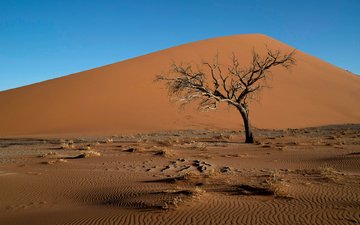 дерево, пейзаж, песок, пустыня, коряга, дюны