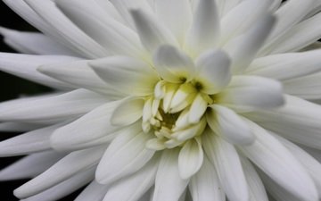 лепестки, георгин, белый цветок, крупным планом