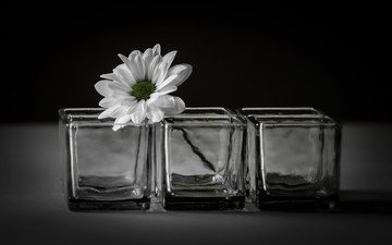 цветок, лепестки, ромашка, черный фон, стаканы, гербера