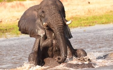 вода, слон, игра, слоны, хобот, бивни
