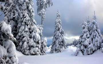 деревья, снег, природа, лес, зима, ели