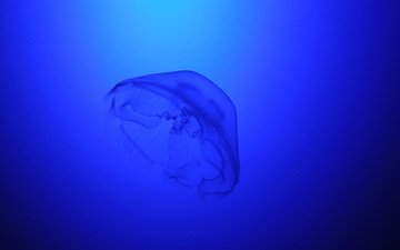 медуза, подводный мир